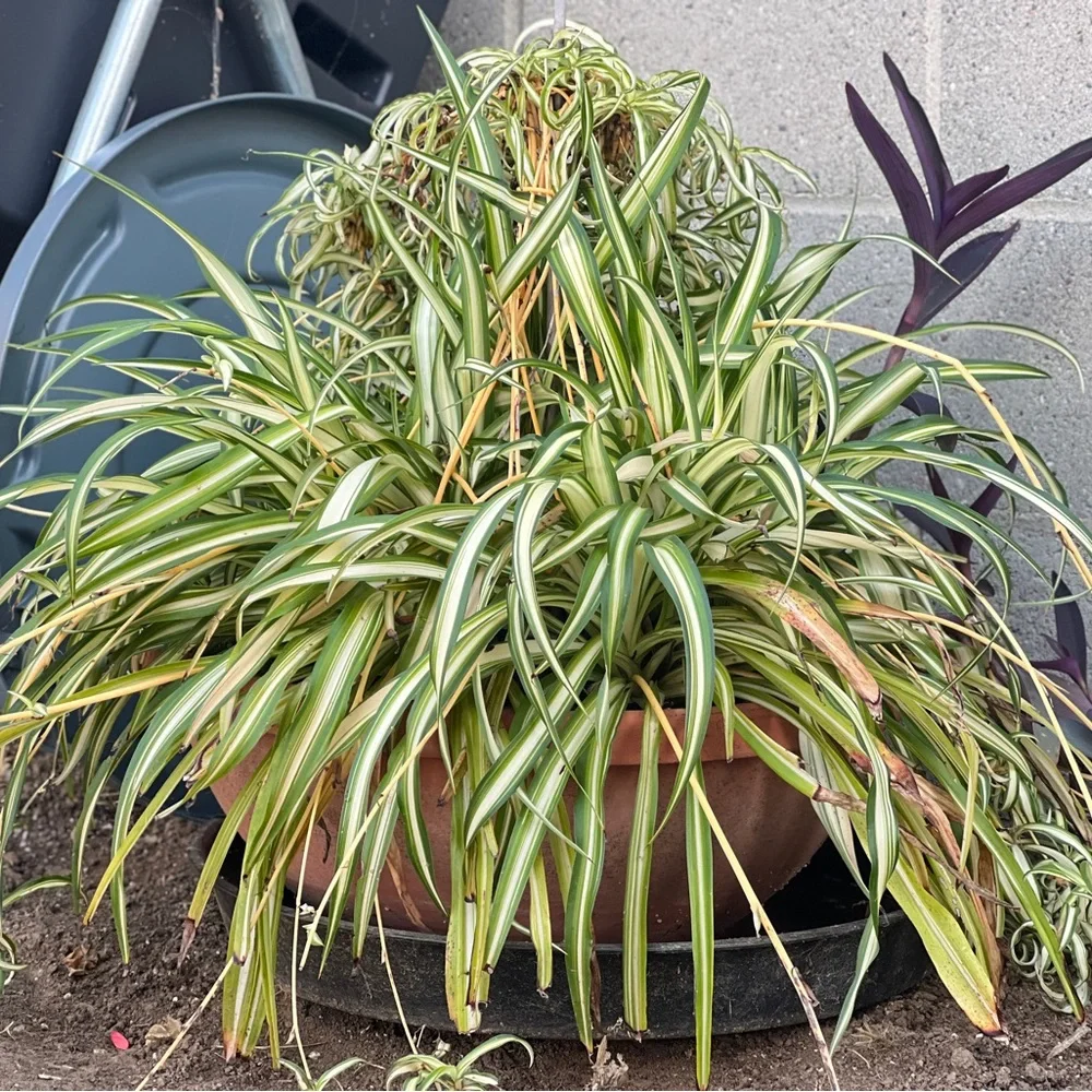 Variegated Spider Plant - Green and Cream Home Accent